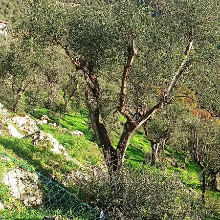 Casa Berti - Urlaub Im Olivenhain Сasa de vacaciones *